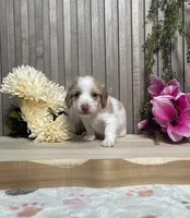 Skipper, a male Miniature Dachshund for sale in Nappanee, IN – 3 of 3