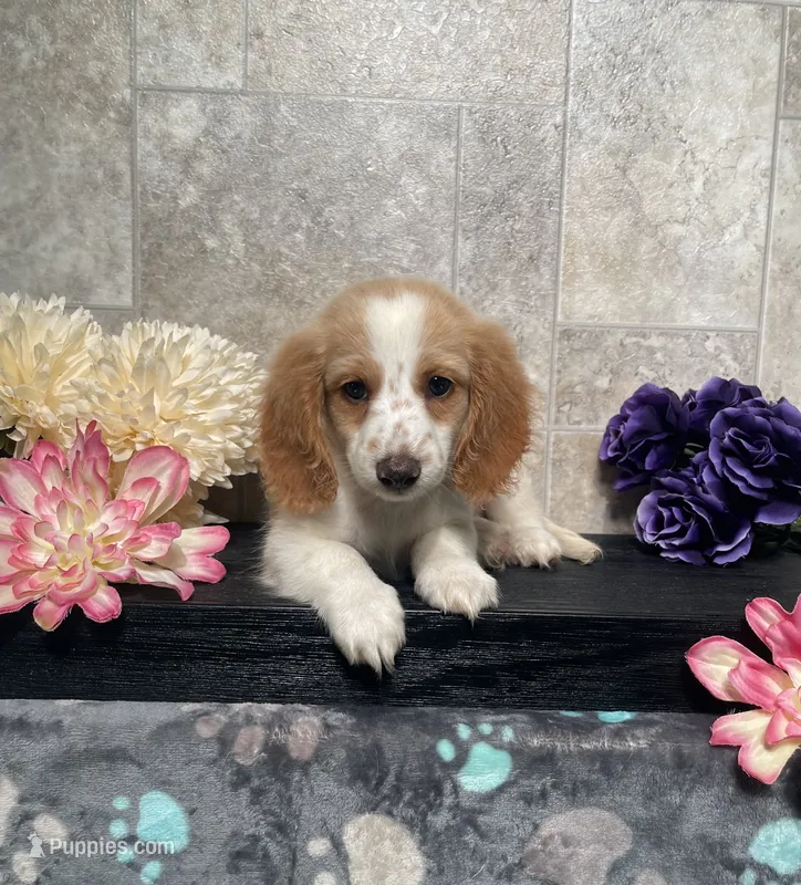 Skipper – Miniature Dachshund puppy for sale in Nappanee, IN