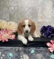 Skipper, a male Miniature Dachshund for sale in Nappanee, IN – 1 of 3