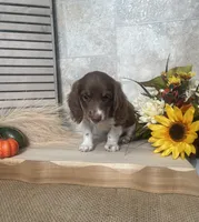 Davin, a male Miniature Dachshund for sale in Nappanee, IN – 3 of 3