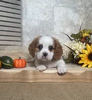 Blossom, a female Cavalier King Charles Spaniel for sale in Nappanee, IN – 3 of 3