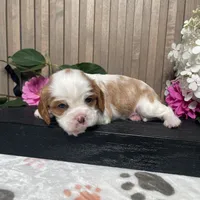 Blossom, a female Cavalier King Charles Spaniel for sale in Nappanee, IN – 3 of 3