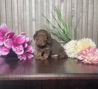 Lucy, a female Miniature Dachshund for sale in Nappanee, IN – 3 of 3