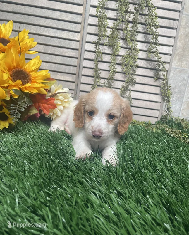 Skipper – Miniature Dachshund puppy for sale in Nappanee, IN