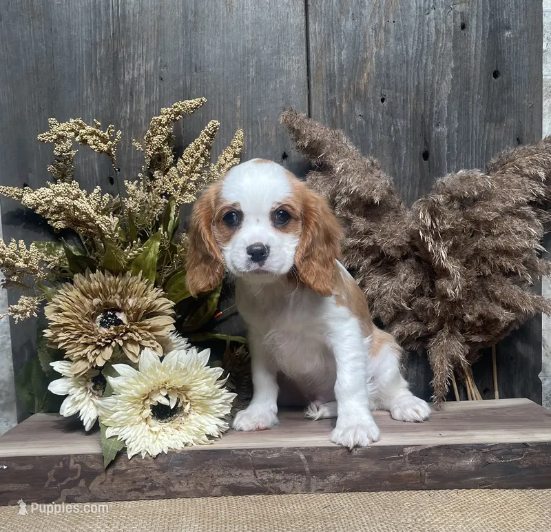 Baxter – Cavalier King Charles Spaniel puppy for sale in Nappanee, IN