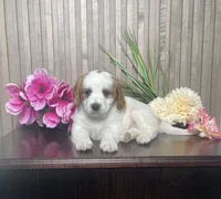Patrick, a male Cavapoo for sale in Nappanee, IN – 3 of 3