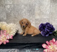 Sophia, a female Miniature Dachshund for sale in Nappanee, IN – 2 of 3