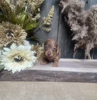 Jade, a female Miniature Dachshund for sale in Nappanee, IN – 4 of 4
