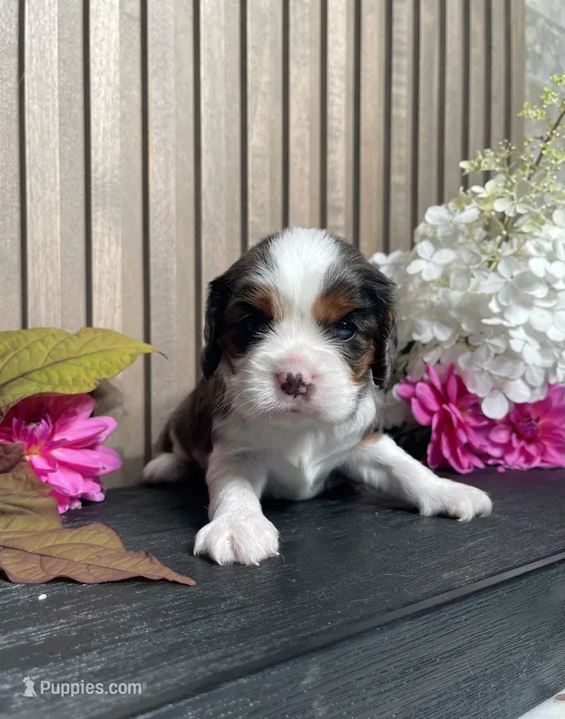 Brooklyn – Cavalier King Charles Spaniel puppy for sale in Nappanee, IN