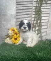 Phyllis, a female Cavapoo for sale in Nappanee, IN – 3 of 3