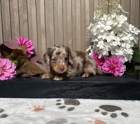 Danica, a female Miniature Dachshund for sale in Nappanee, IN – 3 of 3