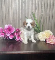 Paige, a female Cavapoo for sale in Nappanee, IN – 3 of 3