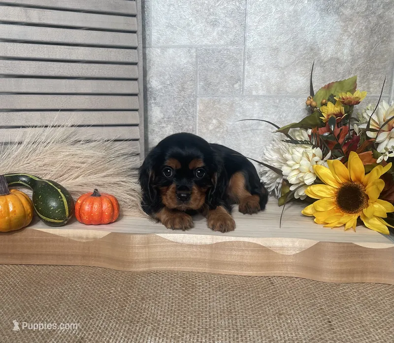 Breanne – Cavalier King Charles Spaniel puppy for sale in Nappanee, IN