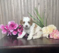 Paige, a female Cavapoo for sale in Nappanee, IN – 2 of 3
