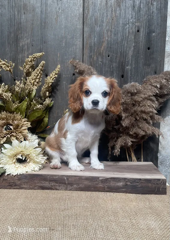 Blossom – Cavalier King Charles Spaniel puppy for sale in Nappanee, IN