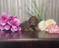 Lucy, a female Miniature Dachshund for sale in Nappanee, IN – 2 of 3