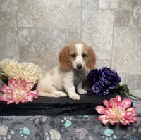 Skipper, a male Miniature Dachshund for sale in Nappanee, IN – 3 of 3