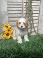 Paige, a female Cavapoo for sale in Nappanee, IN – 4 of 4