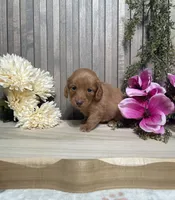 Stacey, a female Miniature Dachshund for sale in Nappanee, IN – 3 of 3