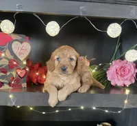 Salina, a female Miniature Goldendoodle for sale in Nappanee, IN – Photo 3 of 3