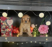 Salina, a female Miniature Goldendoodle for sale in Nappanee, IN – Photo 2 of 3