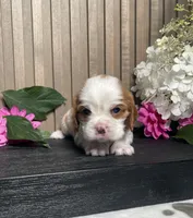 Blossom, a female Cavalier King Charles Spaniel for sale in Nappanee, IN – 2 of 3