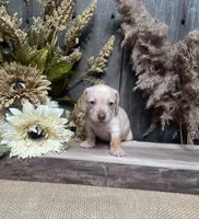Jessica, a female Miniature Dachshund for sale in Nappanee, IN – 3 of 4