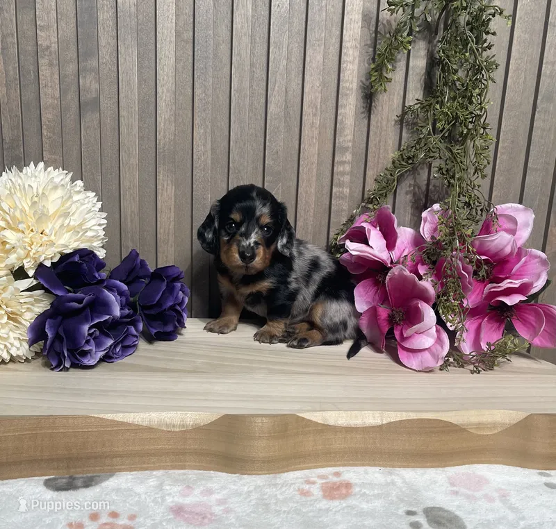 Stana – Miniature Dachshund puppy for sale in Nappanee, IN
