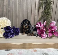 Stana, a female Miniature Dachshund for sale in Nappanee, IN – 1 of 3
