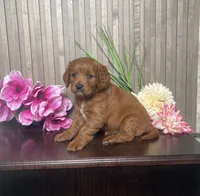 Phoebe, a female Cavapoo for sale in Nappanee, IN – 2 of 3