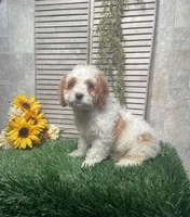 Paige, a female Cavapoo for sale in Nappanee, IN – 3 of 4