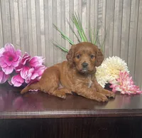 Phoebe, a female Cavapoo for sale in Nappanee, IN – 3 of 3