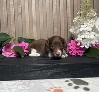 Davin, a male Miniature Dachshund for sale in Nappanee, IN – 2 of 3