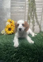 Patrick, a male Cavapoo for sale in Nappanee, IN – 2 of 4