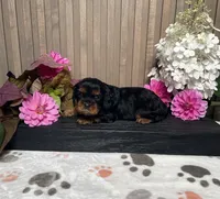 Breanne, a female Cavalier King Charles Spaniel for sale in Nappanee, IN – 2 of 3