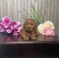 Petunia, a female Cavapoo for sale in Nappanee, IN – 2 of 4