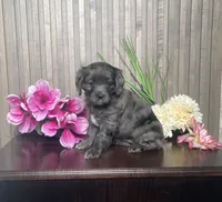 Pearl, a female Cavapoo for sale in Nappanee, IN – 3 of 4