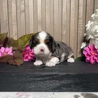 Brooklyn, a female Cavalier King Charles Spaniel for sale in Nappanee, IN – 3 of 3