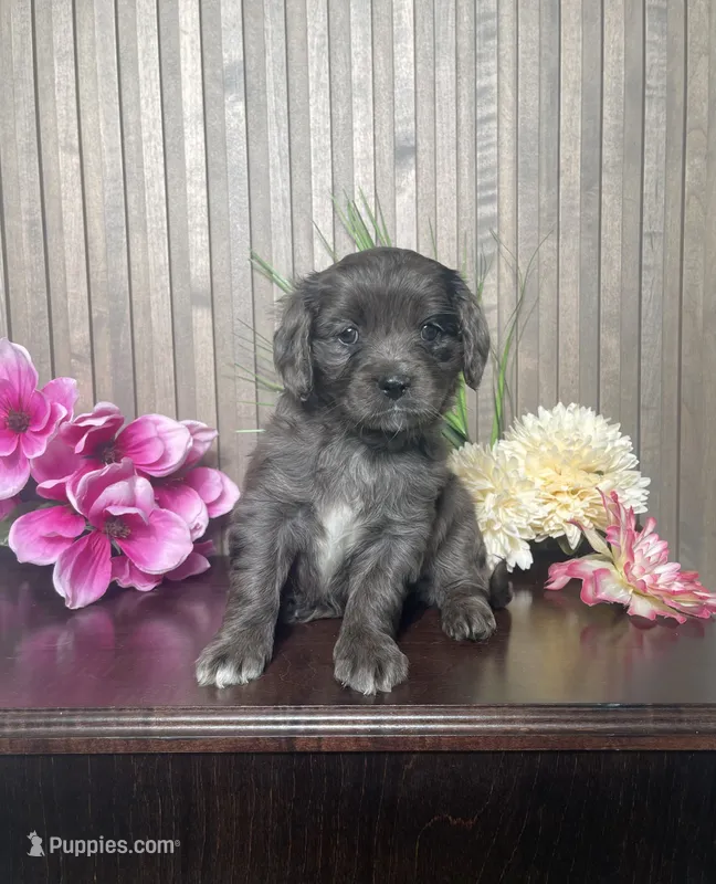 Pearl – Cavapoo puppy for sale in Nappanee, IN