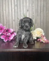 Pearl, a female Cavapoo for sale in Nappanee, IN – 1 of 4