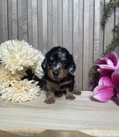 Stana, a female Miniature Dachshund for sale in Nappanee, IN – 3 of 3