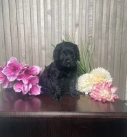 Pharaoh, a male Cavapoo for sale in Nappanee, IN – 3 of 3