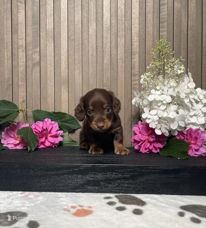 Darwin – Miniature Dachshund puppy for sale in Nappanee, IN