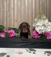 Darwin, a male Miniature Dachshund for sale in Nappanee, IN – 1 of 3