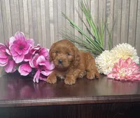 Petunia, a female Cavapoo for sale in Nappanee, IN – 4 of 4
