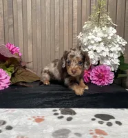 Danica, a female Miniature Dachshund for sale in Nappanee, IN – 2 of 3