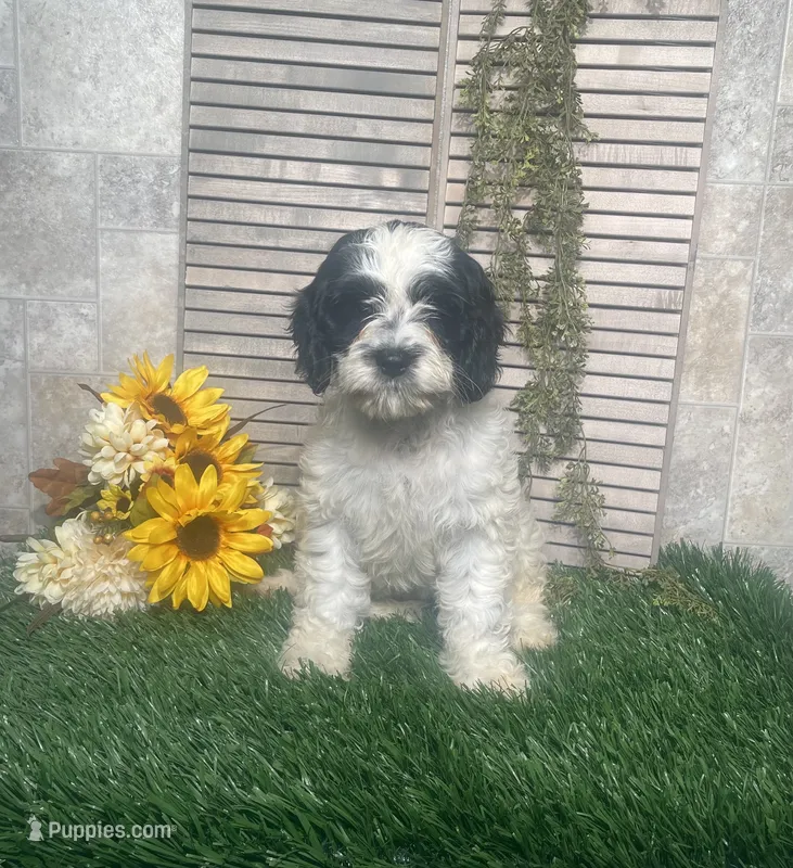 Phyllis – Cavapoo puppy for sale in Nappanee, IN