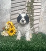 Phyllis, a female Cavapoo for sale in Nappanee, IN – 1 of 3