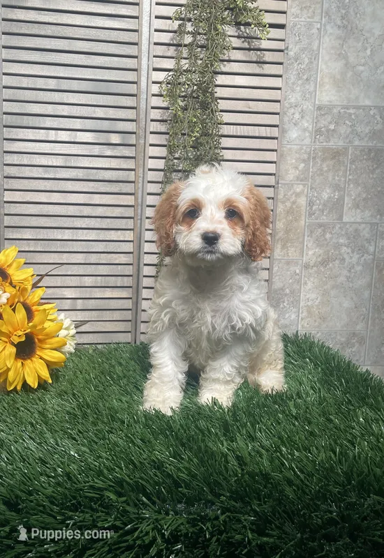 Paige – Cavapoo puppy for sale in Nappanee, IN