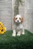 Paige, a female Cavapoo for sale in Nappanee, IN – 1 of 4